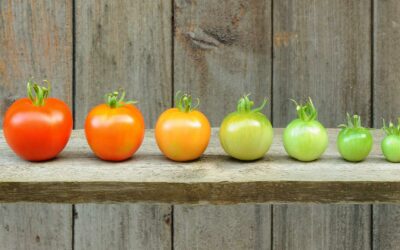 L’évolution de la cuisine française à travers les siècles