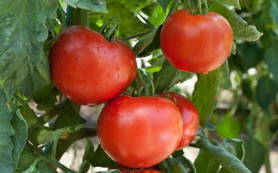 Les bienfaits des tomates de saison pour la santé et des recettes pour les intégrer facilement dans des plats d’été