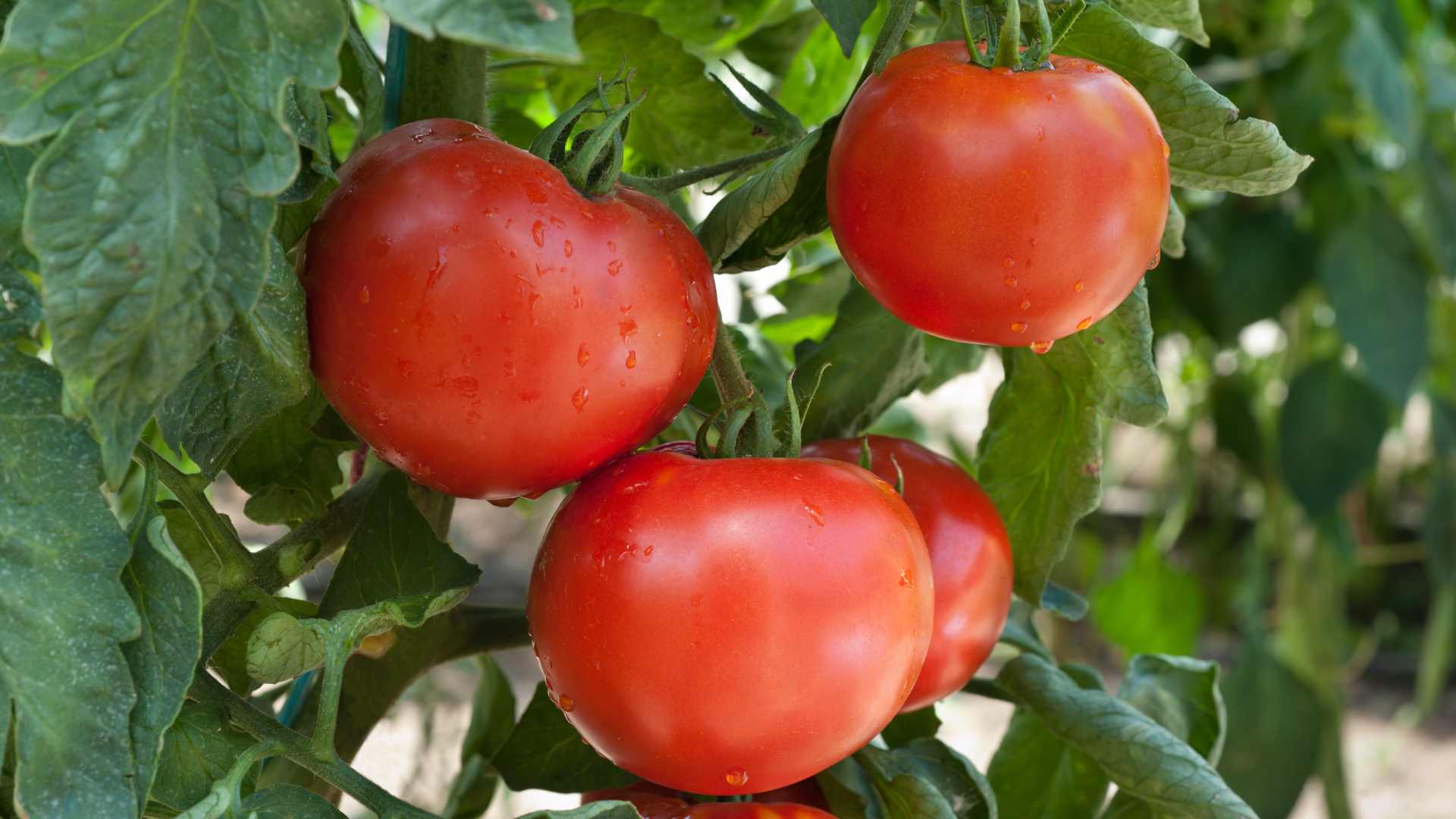 tomates