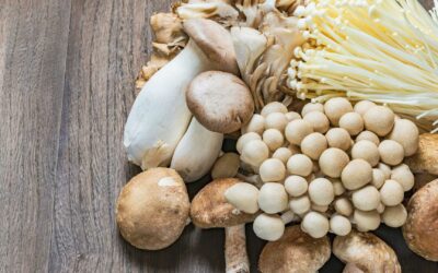 Comment cuisiner les champignons d’automne et des idées de recettes pour les apprécier pleinement